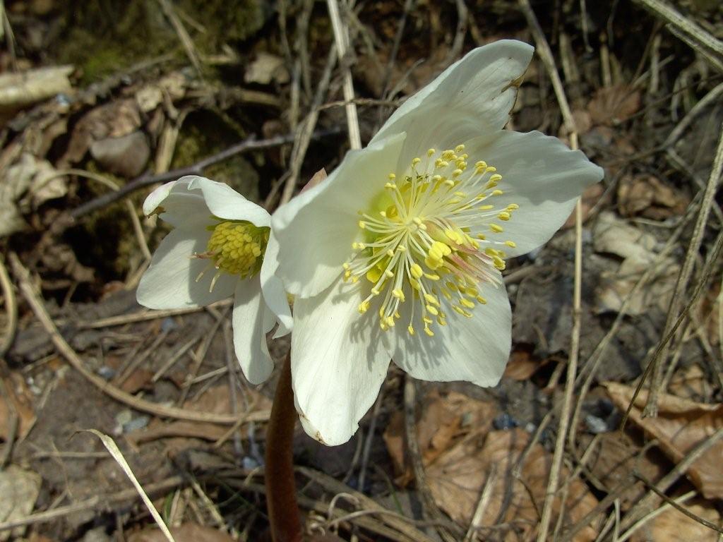 fioriture...di primavera